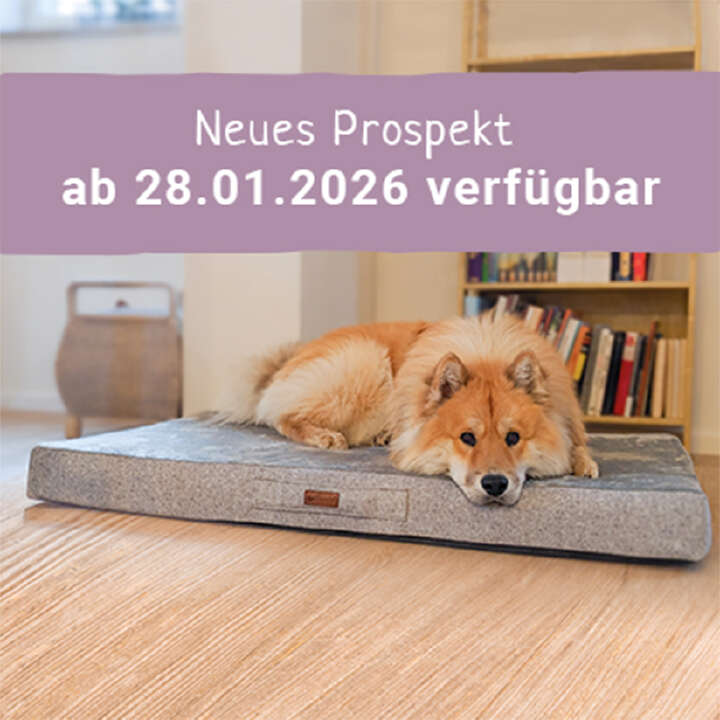 hund liegt auf hundebett